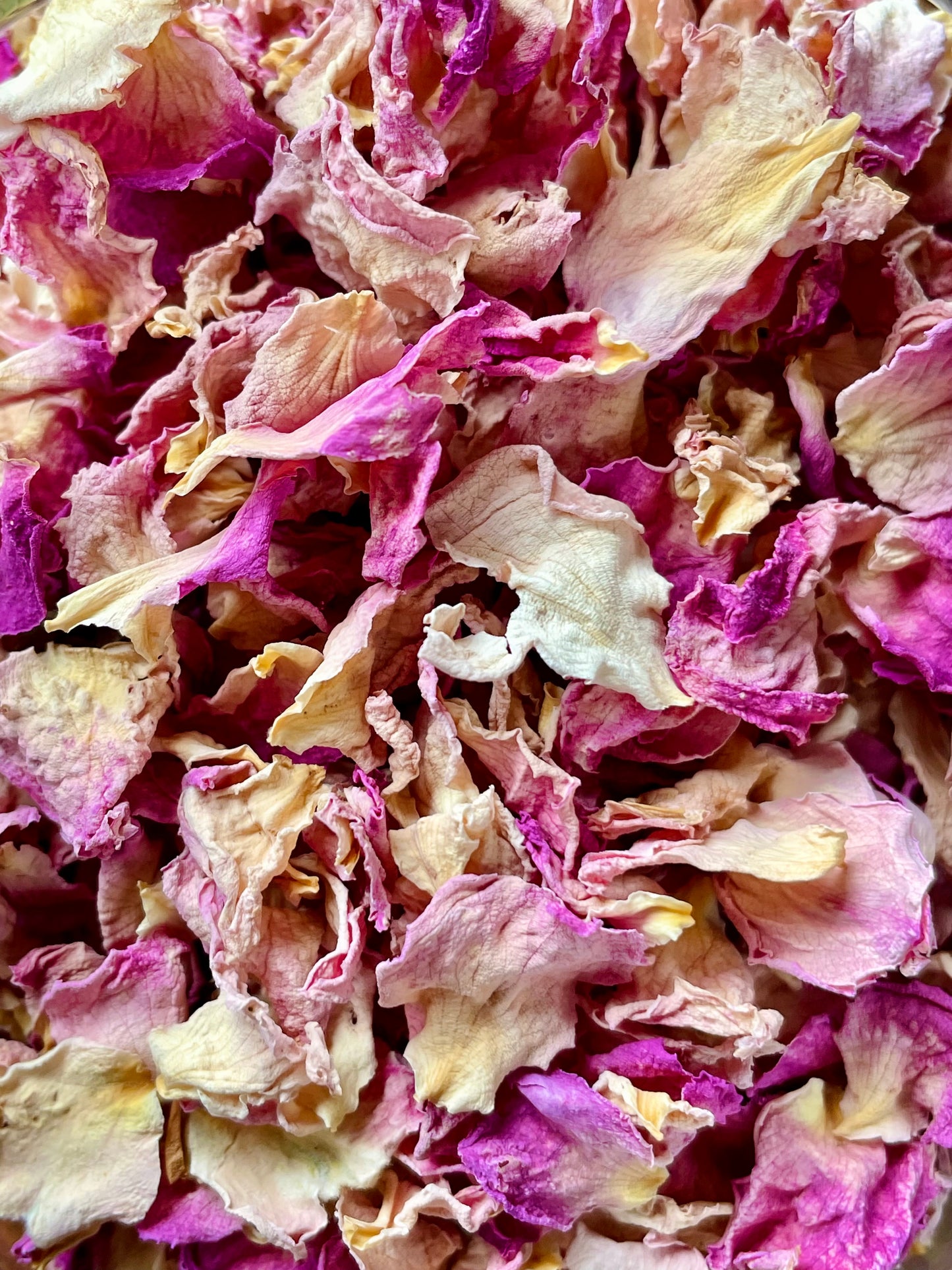 Damask rose