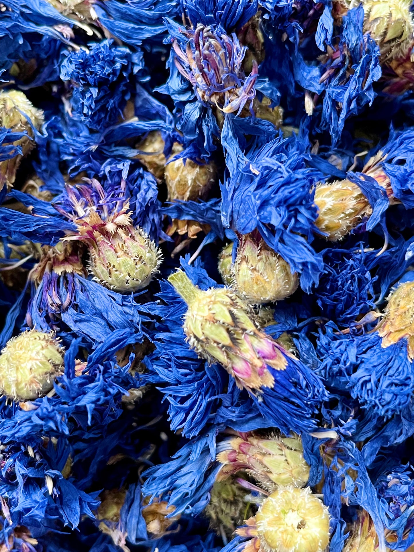 Cornflower