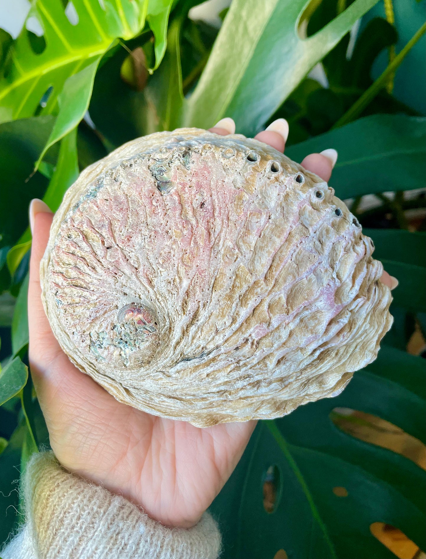 Coquille d’ormeau (12-15cm)