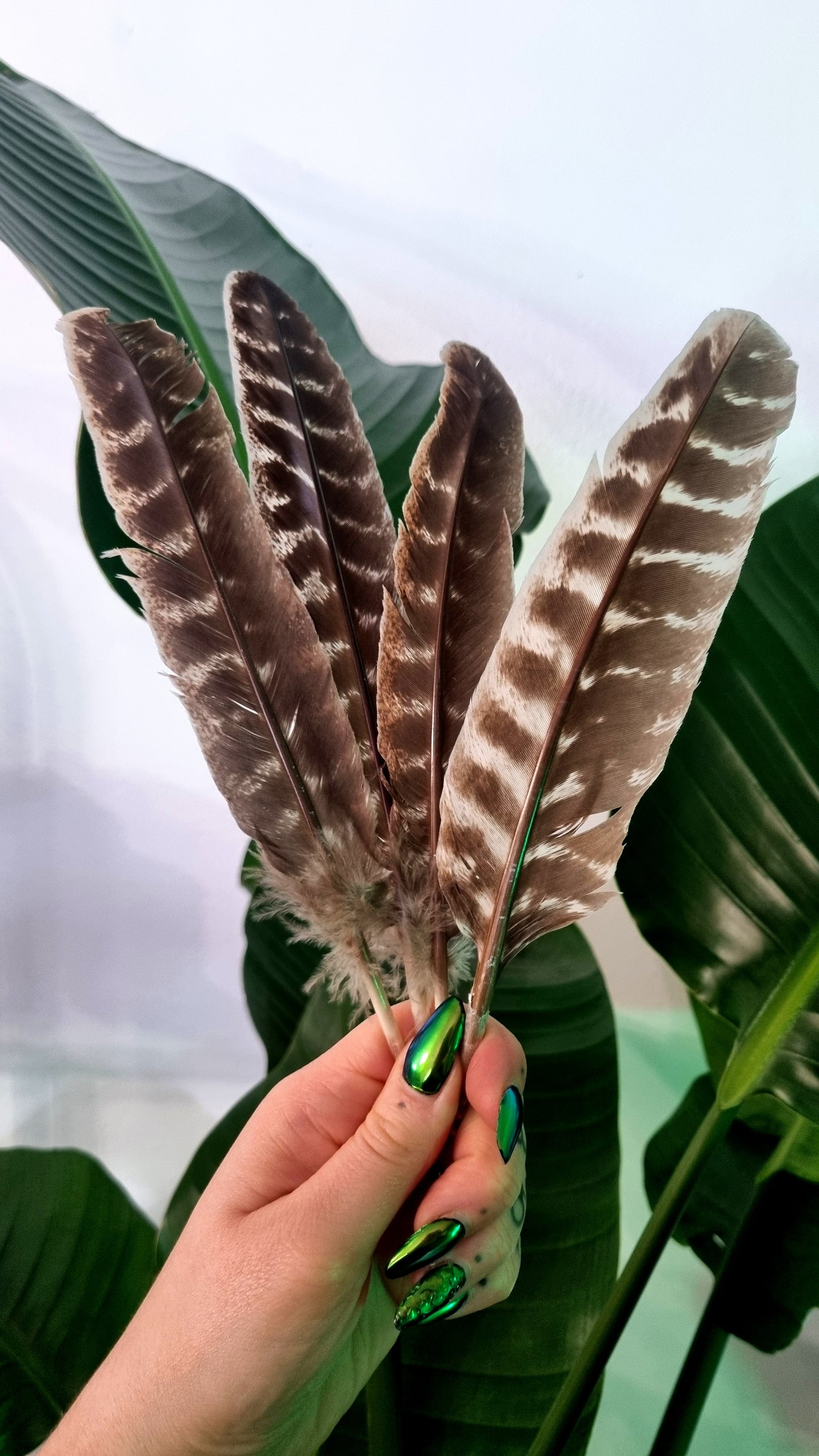 Fumigation feather
