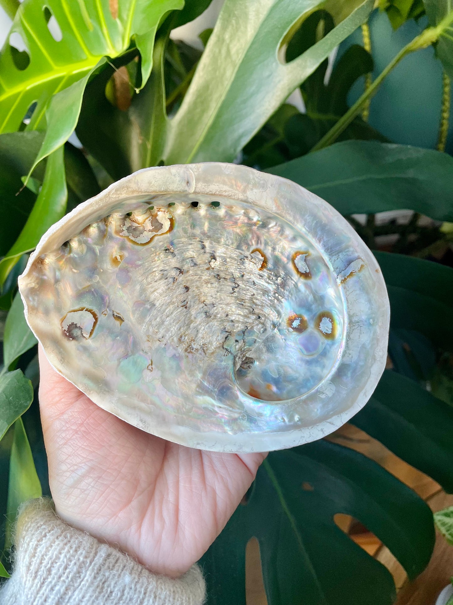 Abalone shell (12-15cm)